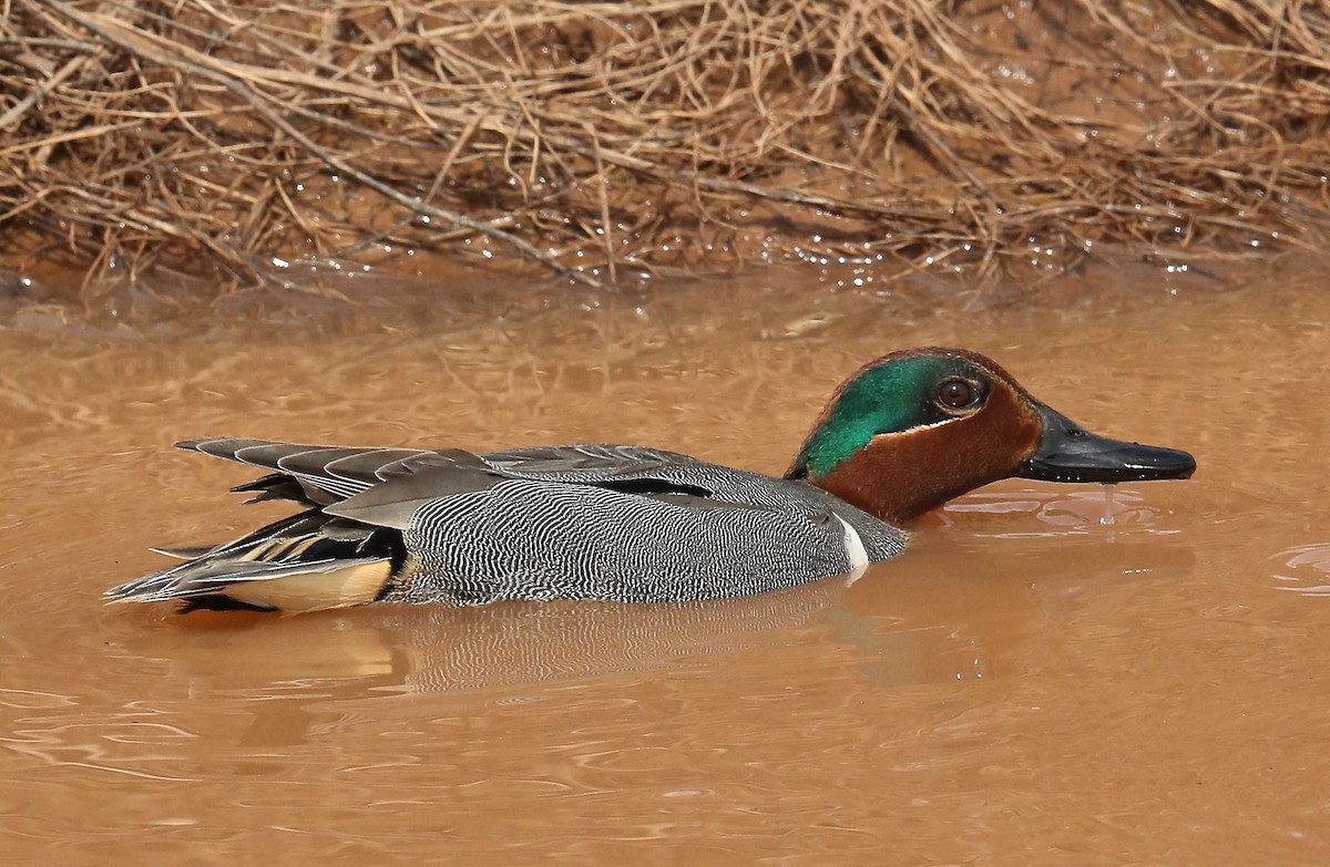Green-winged Teal - ML101922401