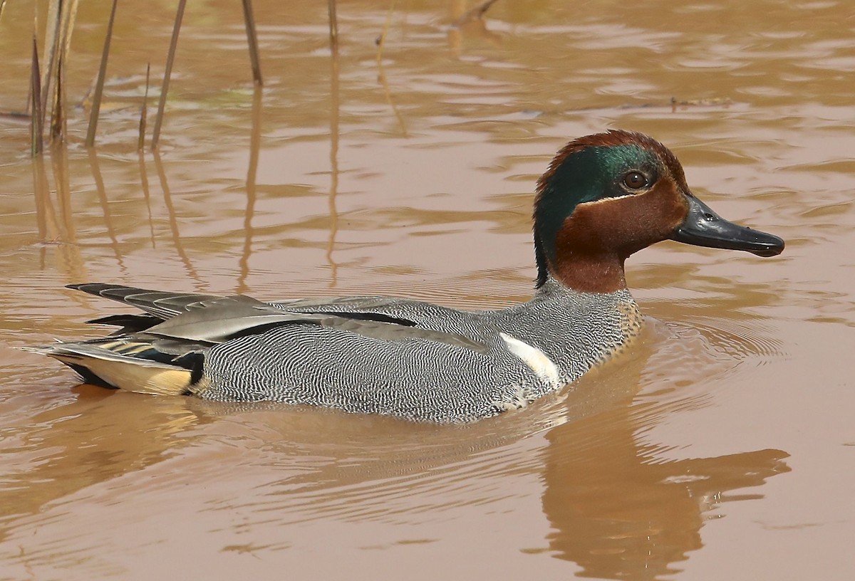 Green-winged Teal - ML101922421