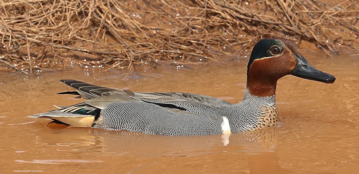Green-winged Teal - ML101922431