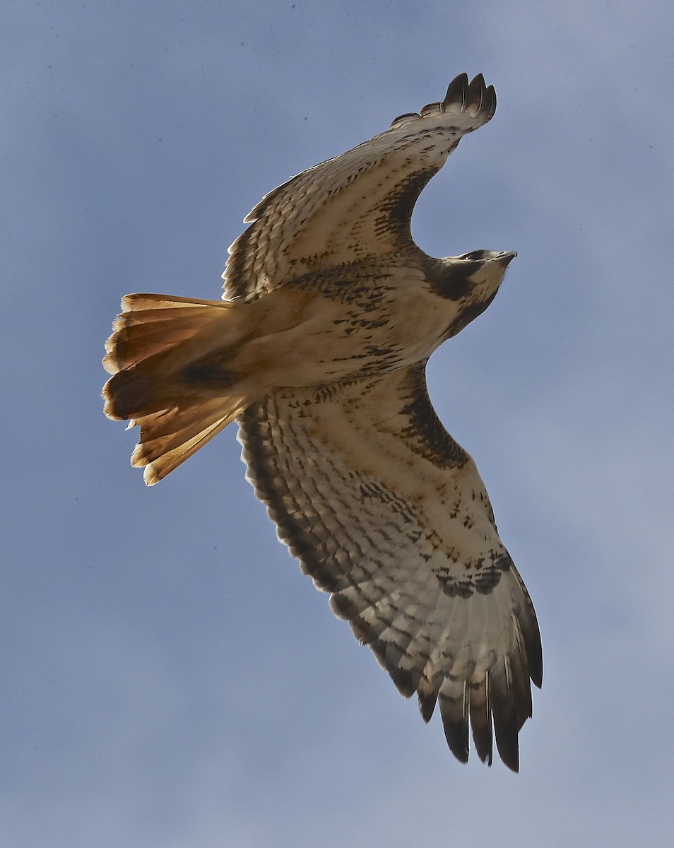 Red-tailed Hawk - Charles Lyon