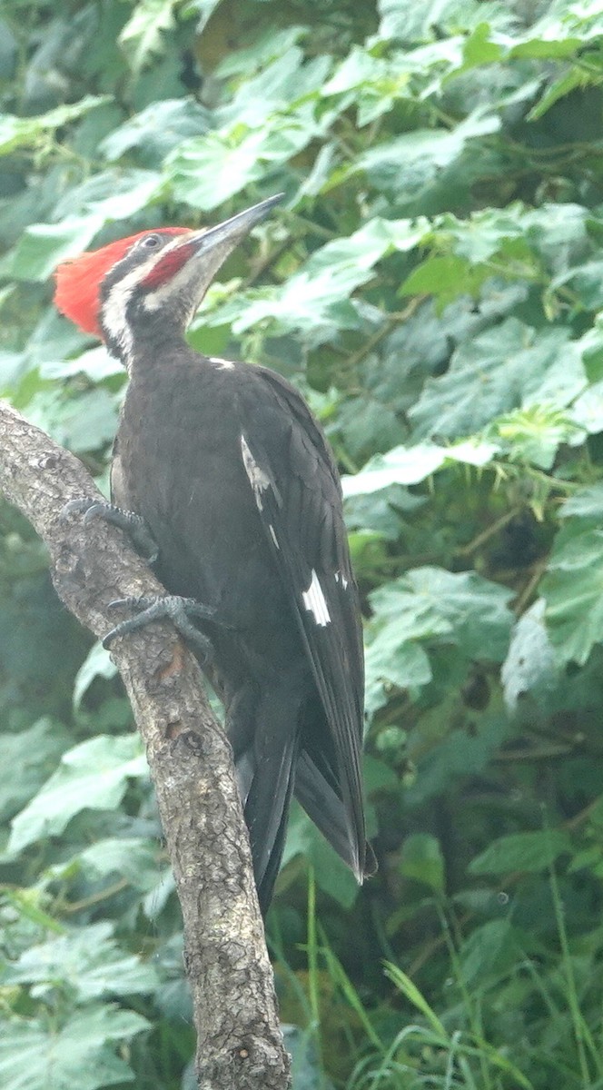 Pileated Woodpecker - Claire Herzog
