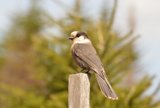 Systematics - Canada Jay - Perisoreus canadensis - Birds of the World