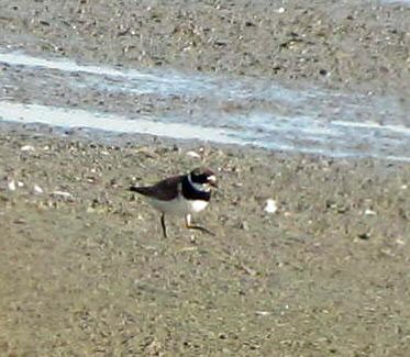Common Ringed Plover - Claire Miller