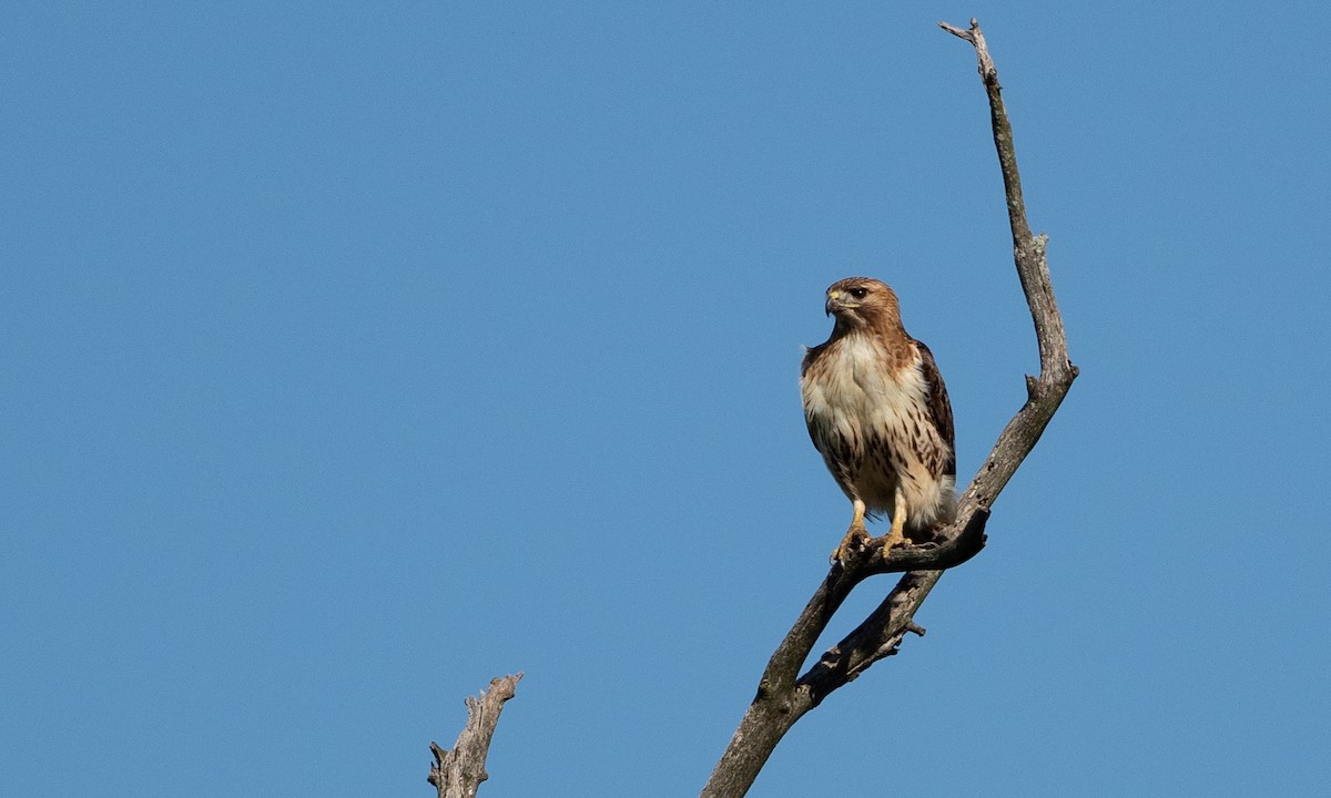 Red-tailed Hawk - ML101928811