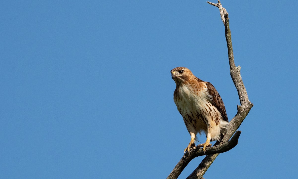 Red-tailed Hawk - ML101928821