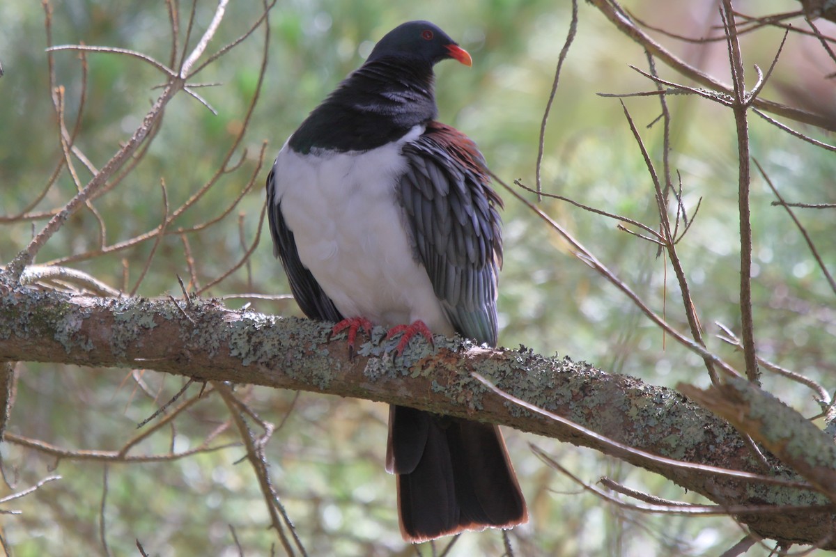 Chatham Island Pigeon - ML101929371