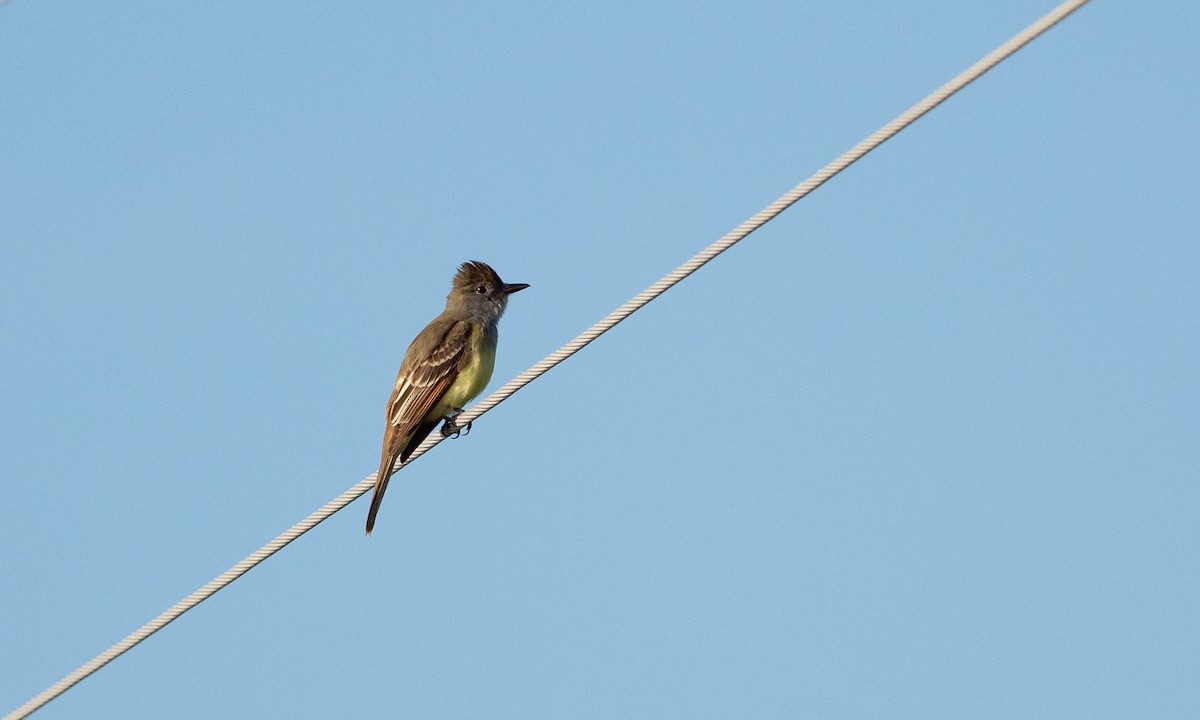 Great Crested Flycatcher - ML101929611
