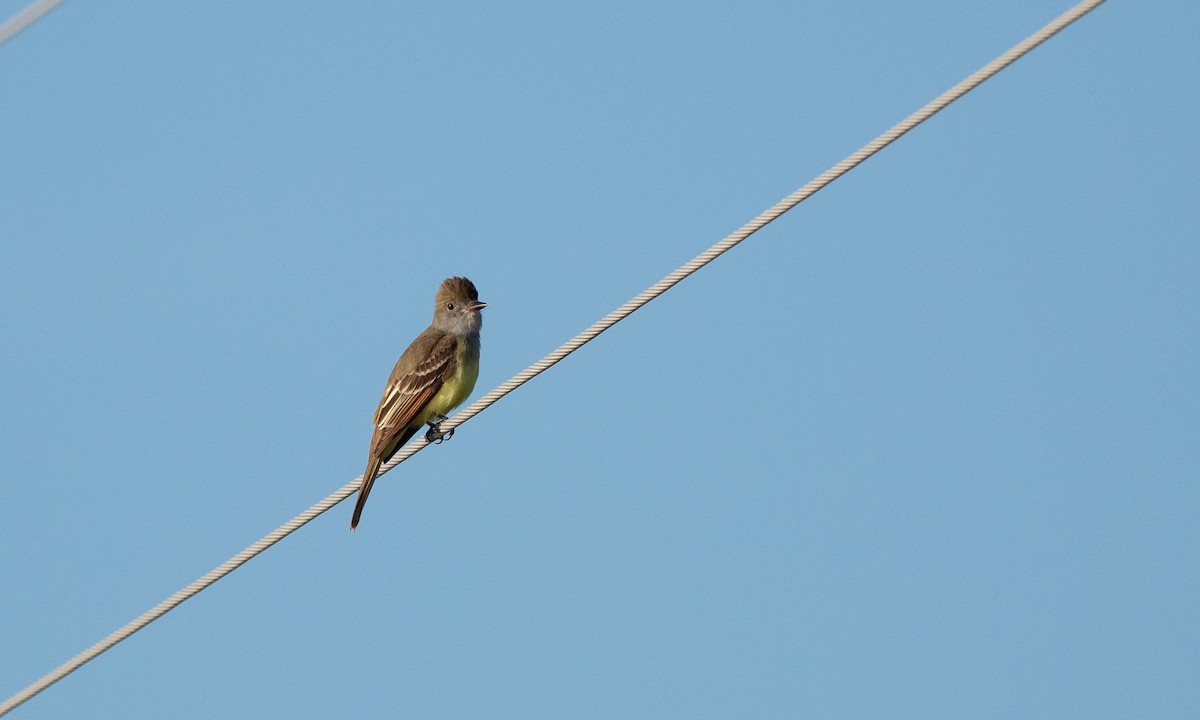 Great Crested Flycatcher - ML101929621