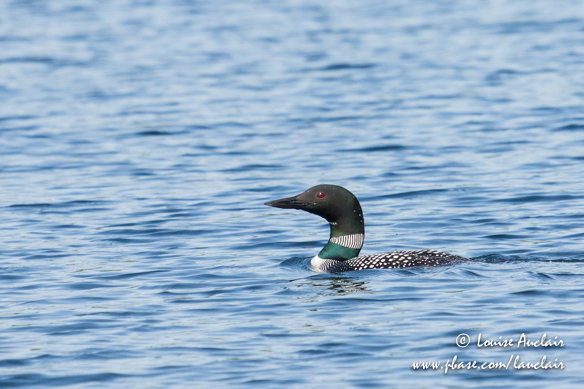 Common Loon - Louise Auclair