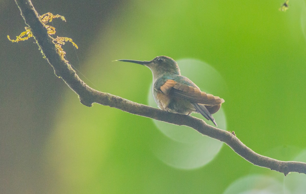 Stripe-tailed Hummingbird - ML101930781