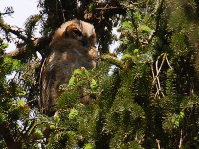 Great Horned Owl - ML101932381