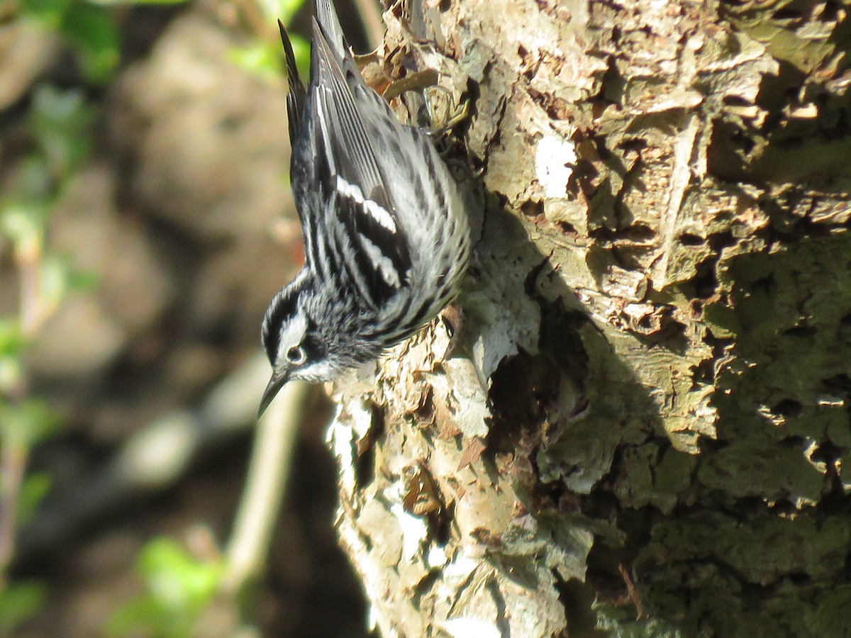 Black-and-white Warbler - ML101933851
