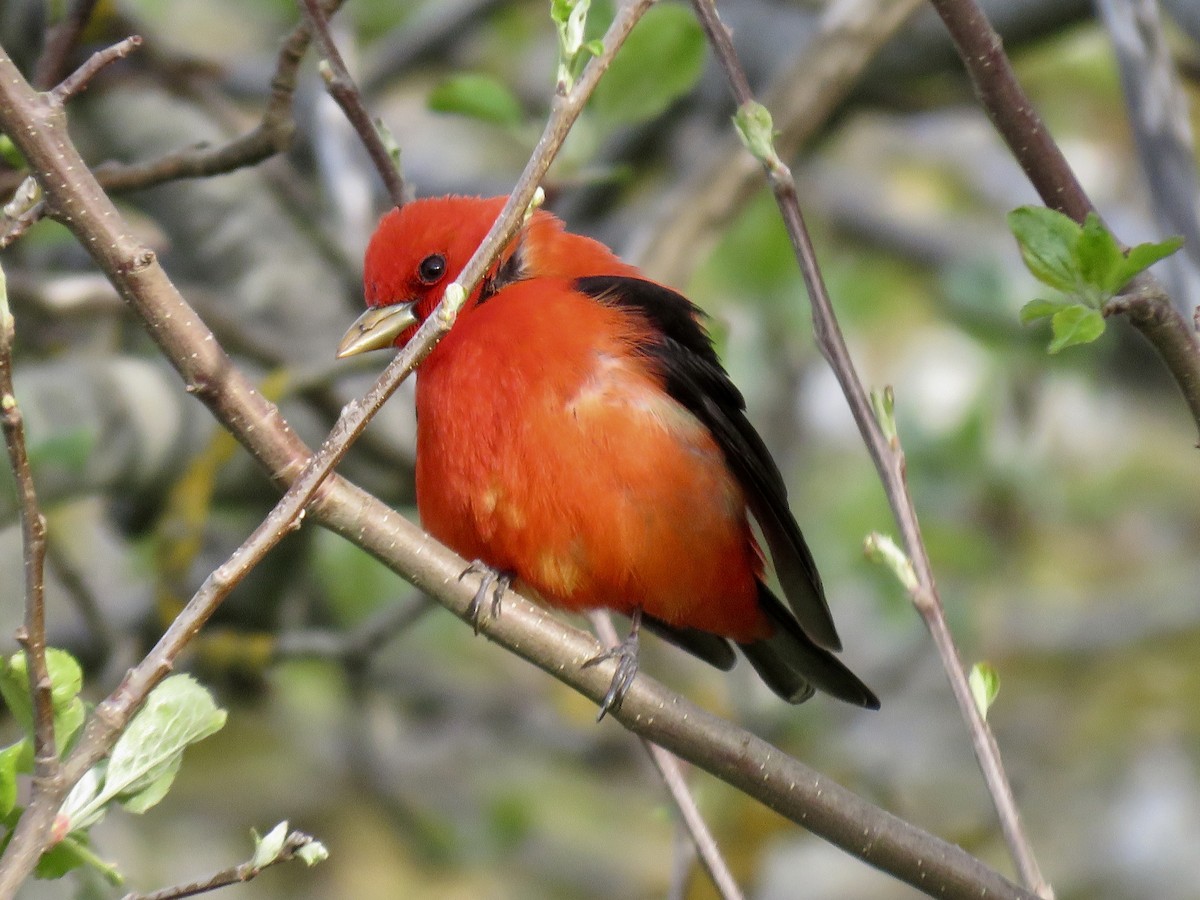 Scarlet Tanager - ML101935541