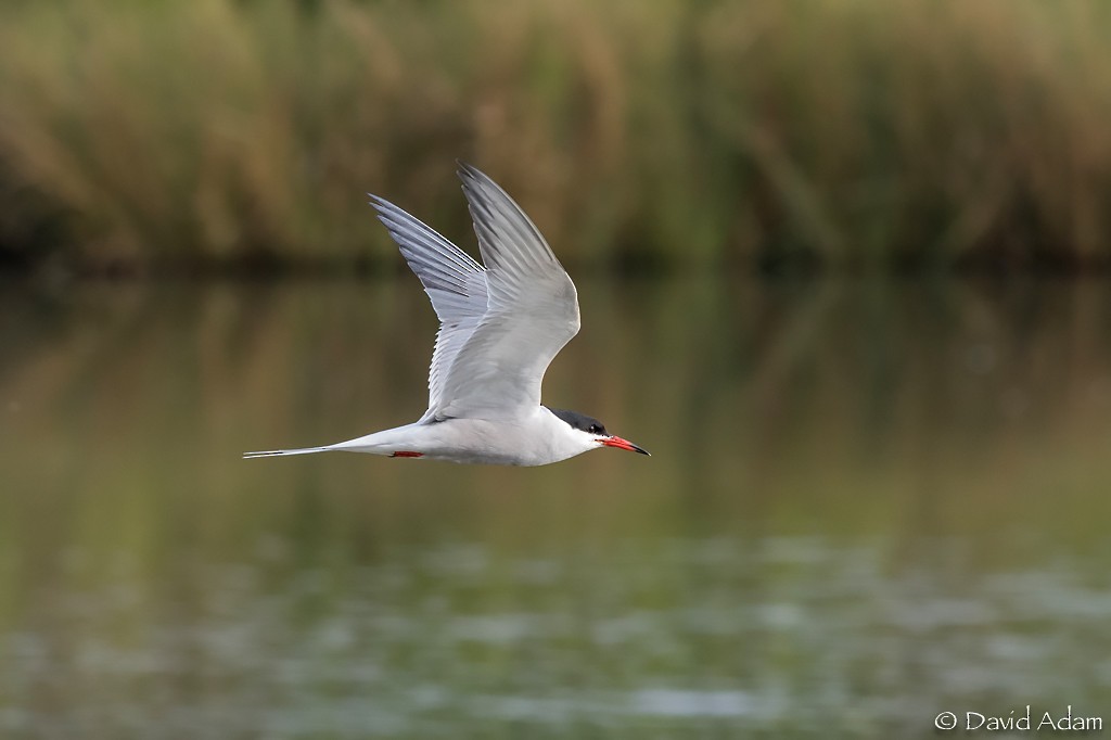 Common Tern - David Adam