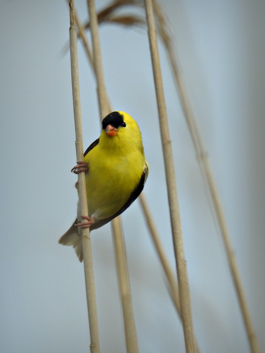 American Goldfinch - Chao Jimmy Wu