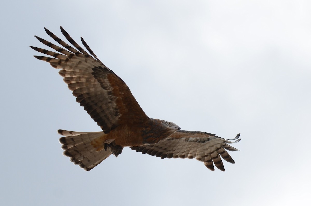 Square-tailed Kite - Stephen Haase