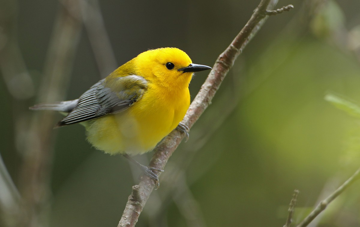 Prothonotary Warbler - ML101946681