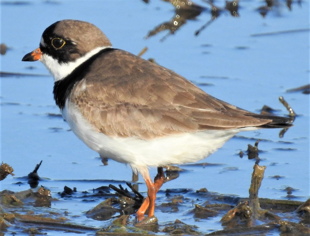 Semipalmated Plover - ML101950501