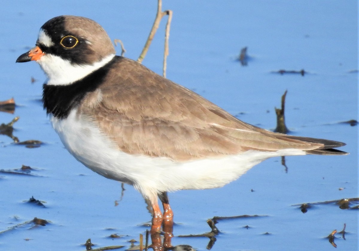 Semipalmated Plover - ML101950511
