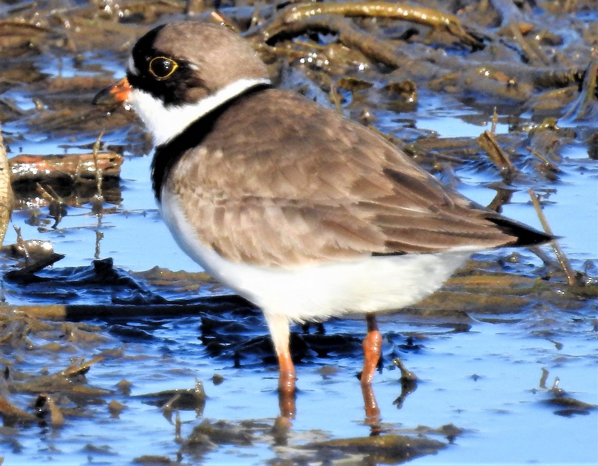 Semipalmated Plover - ML101950521