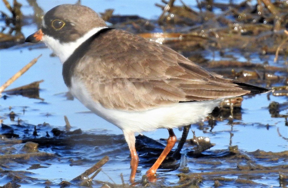 Semipalmated Plover - ML101950531