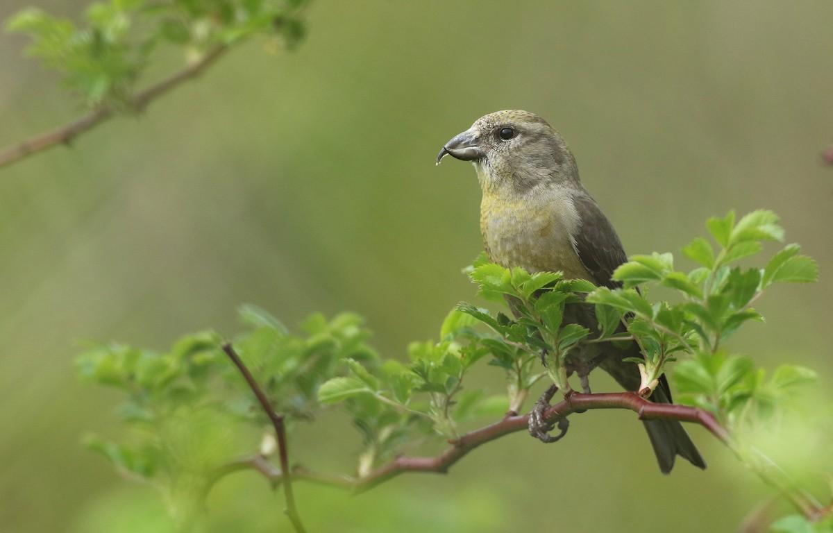 Red Crossbill (Northeastern or type 12) - ML101950631
