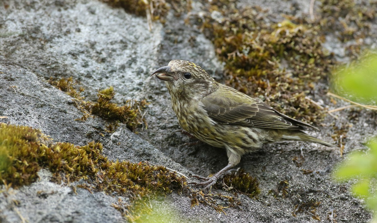 Red Crossbill (Northeastern or type 12) - ML101950941
