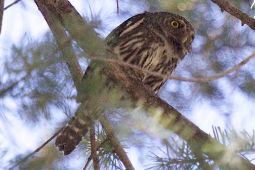 Northern Pygmy-Owl - robert bowker
