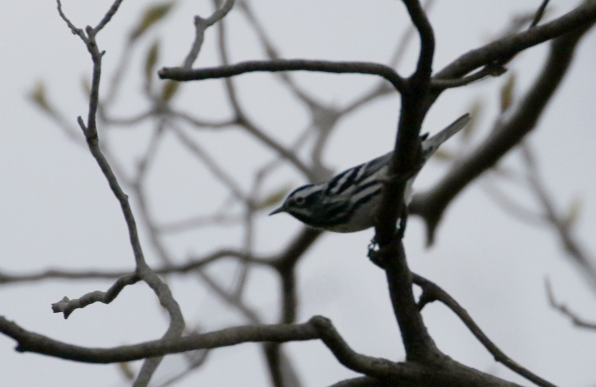 Black-and-white Warbler - ML101956581