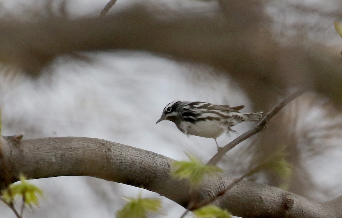 Black-and-white Warbler - ML101956591