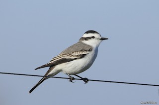 Black-crowned Monjita - Neoxolmis coronatus - Birds of the World