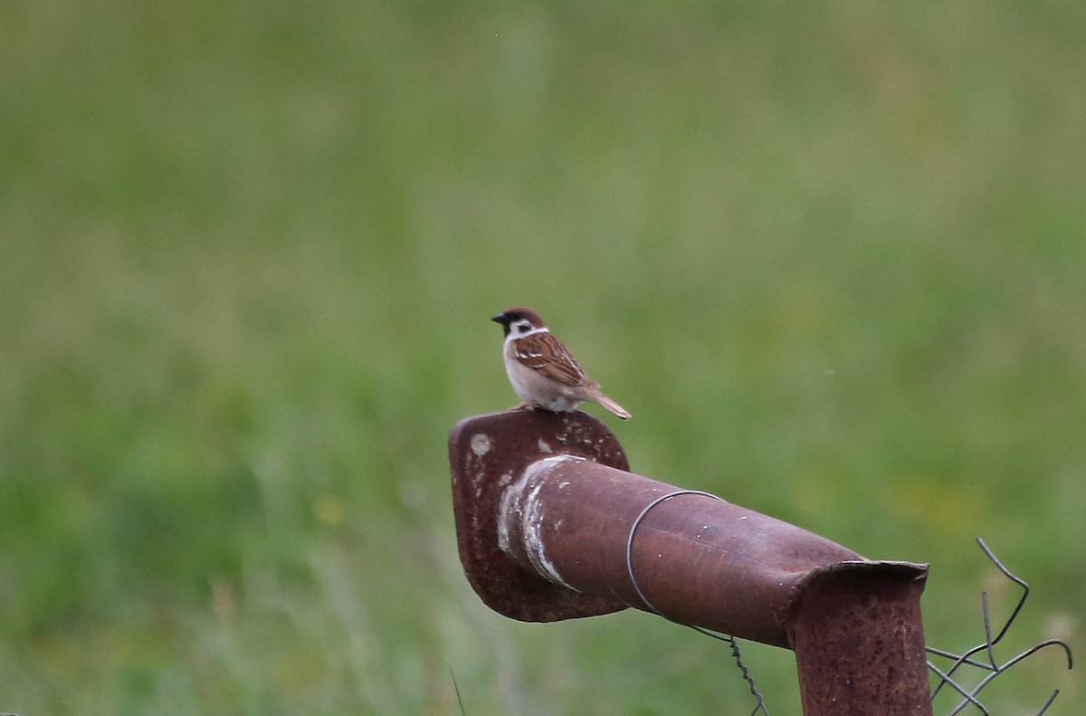 Eurasian Tree Sparrow - Paul Chapman
