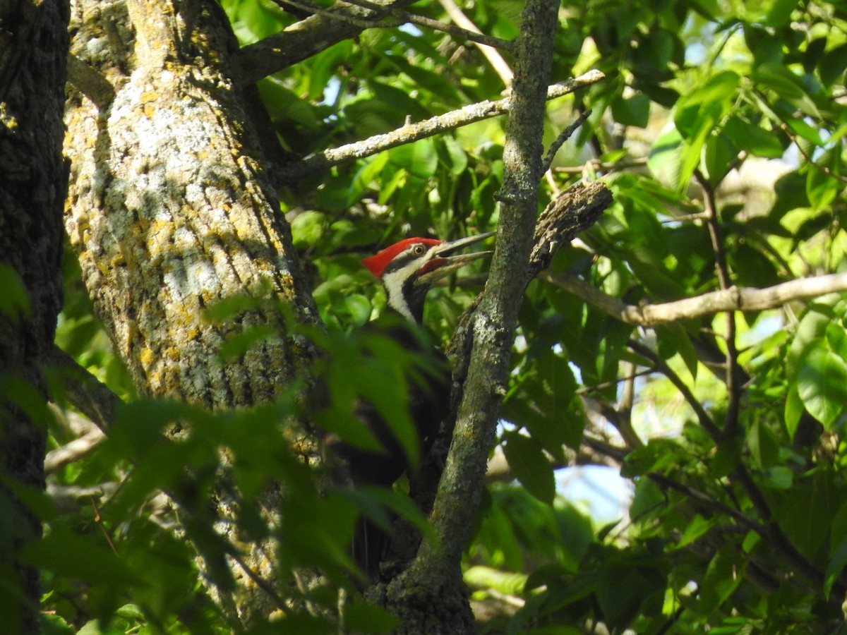 Pileated Woodpecker - Jason Newton
