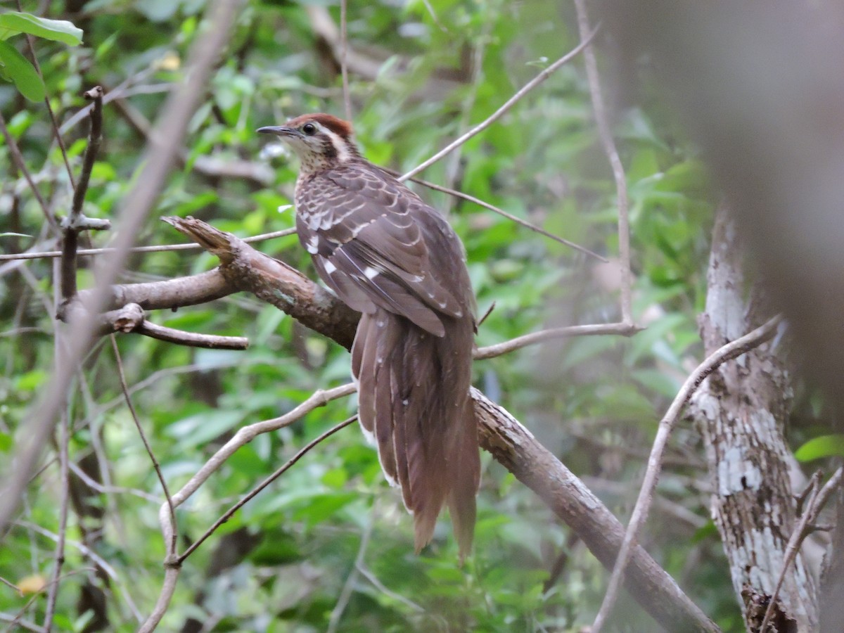 Pheasant Cuckoo - Nicola Cendron