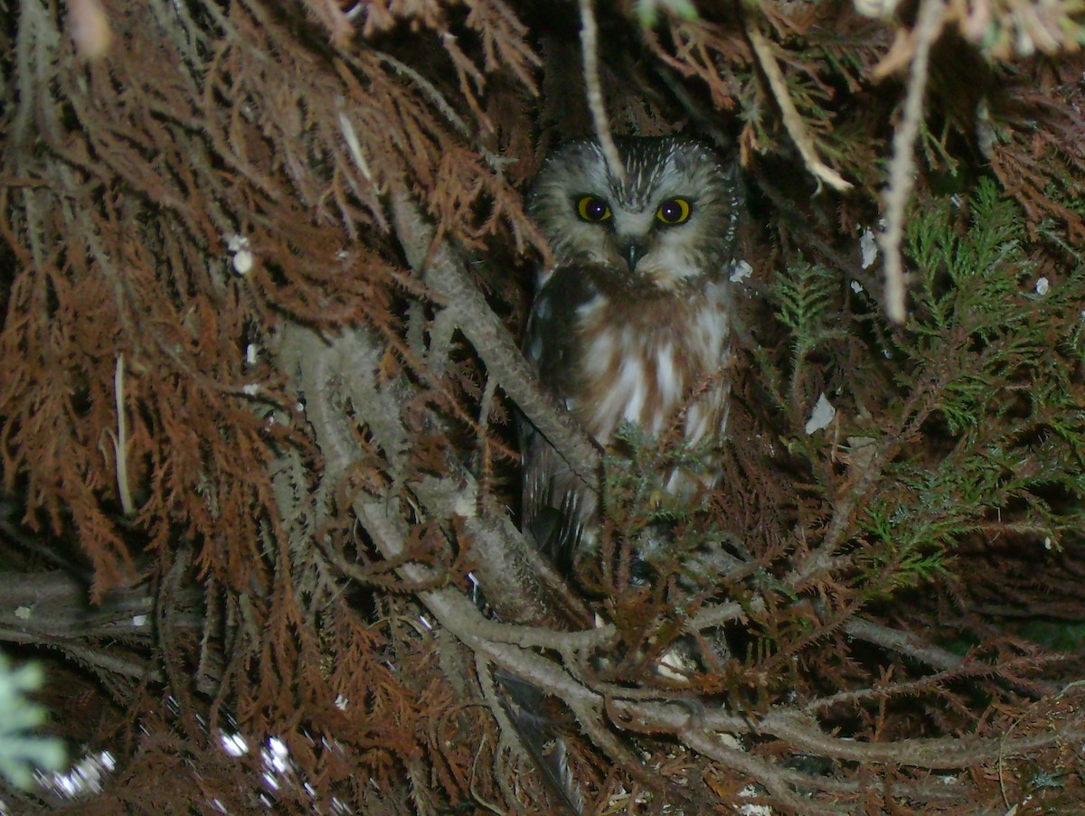 Northern Saw-whet Owl - Kerry Turley