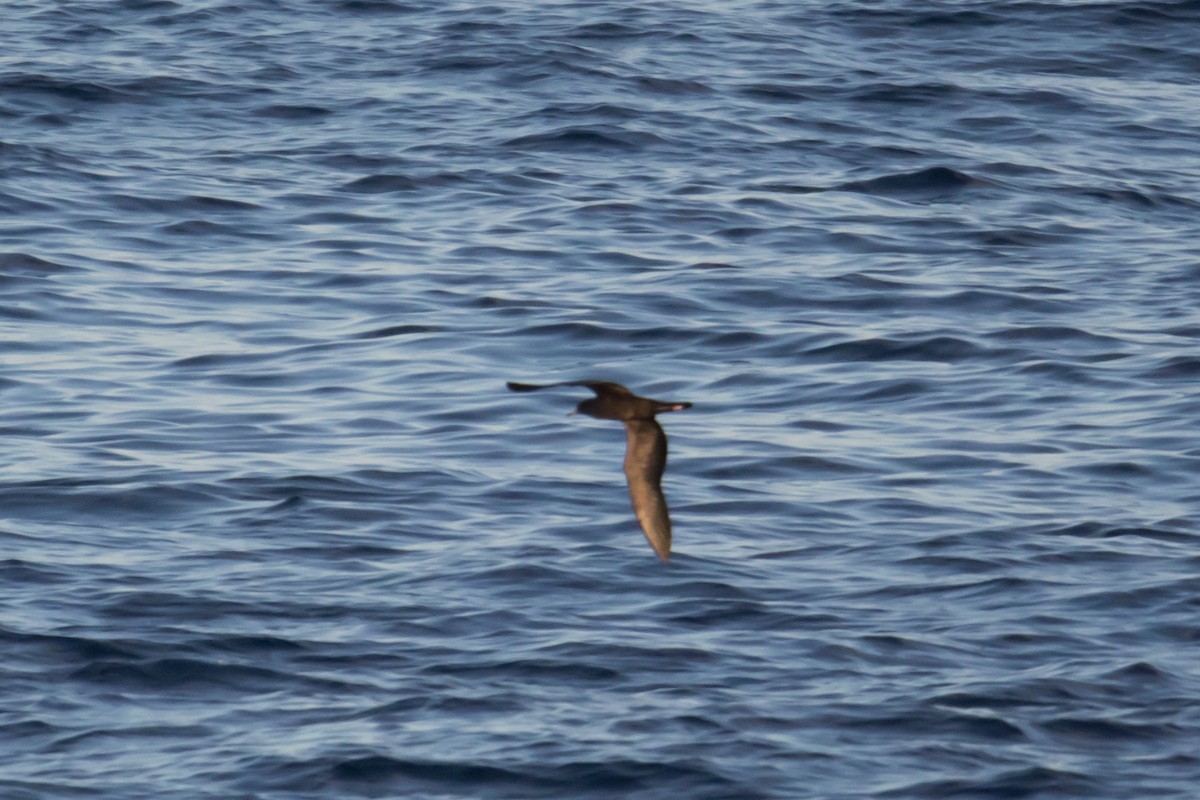 Flesh-footed Shearwater - ML101975281