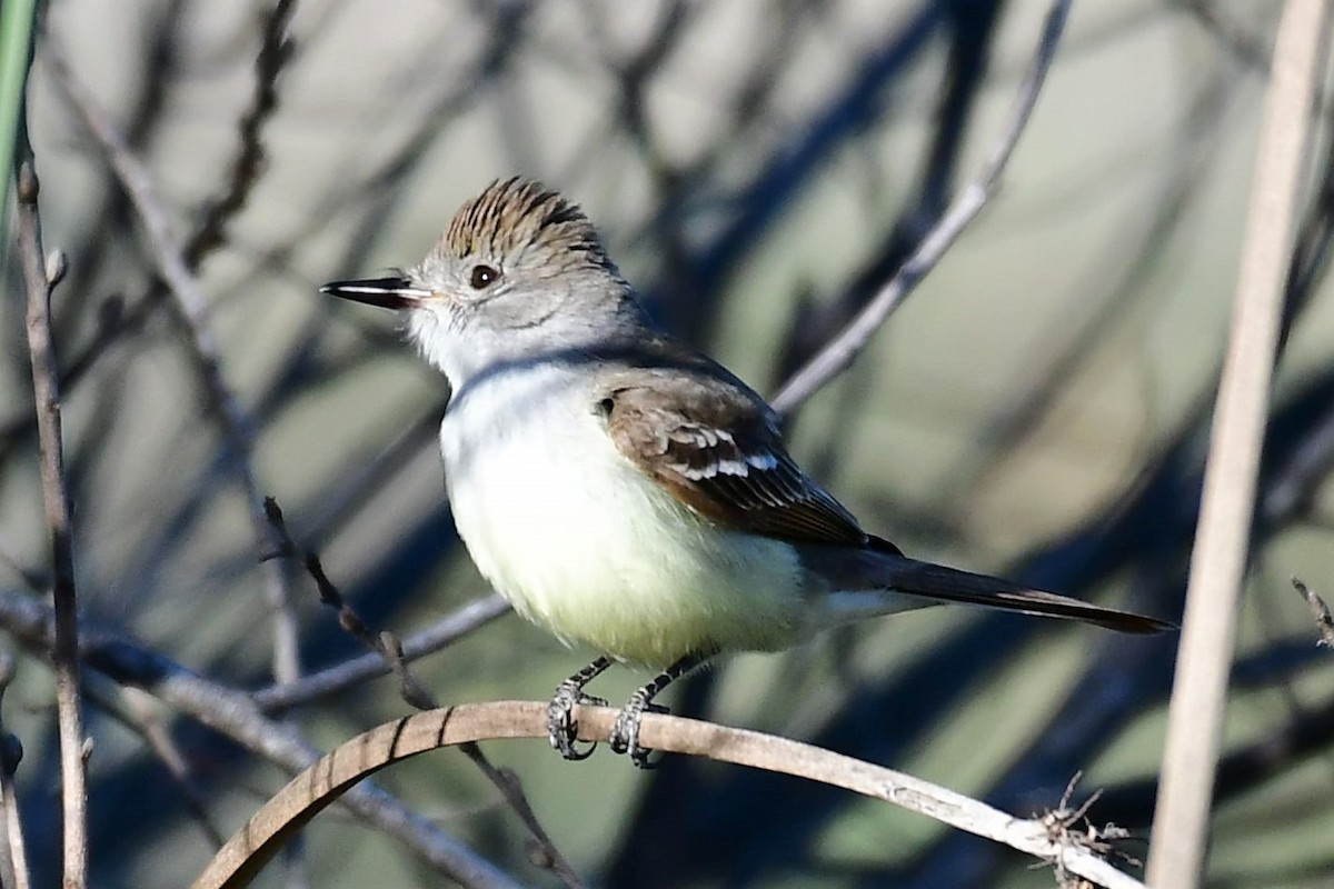Ash-throated Flycatcher - Sia McGown
