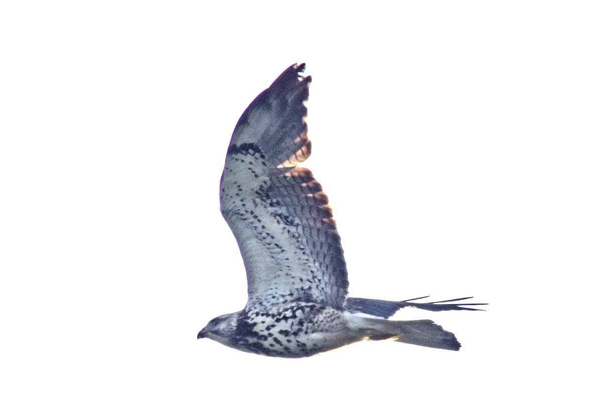 Broad-winged Hawk - ML101980881