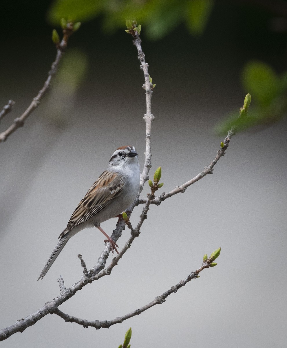 Chipping Sparrow - ML101983141
