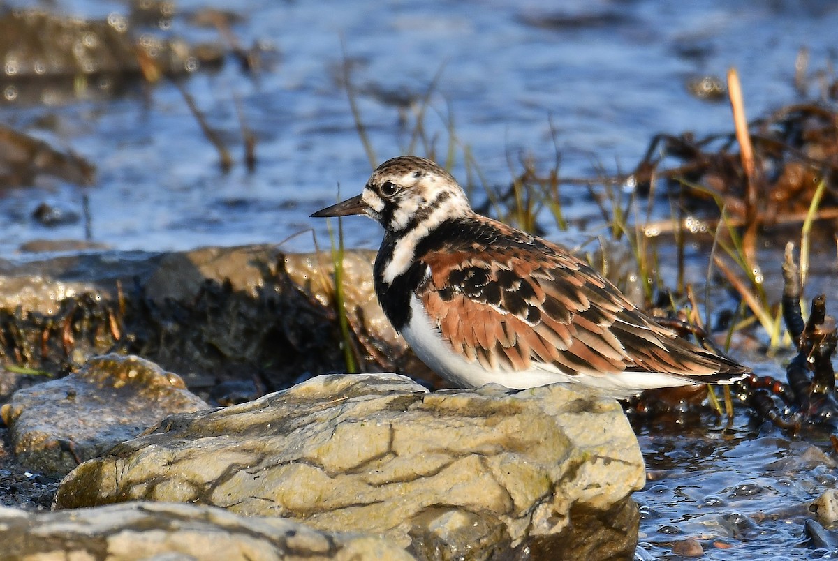 Ruddy Turnstone - André Lanouette