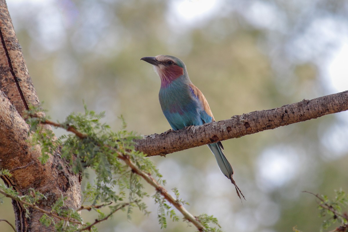 Lilac-breasted Roller - ML101987661