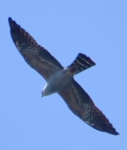 Mississippi Kite - Fort Smallwood  Hawkwatch and Park Data