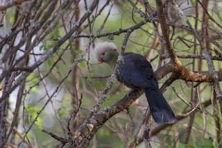  - Prince Ruspoli's Turaco