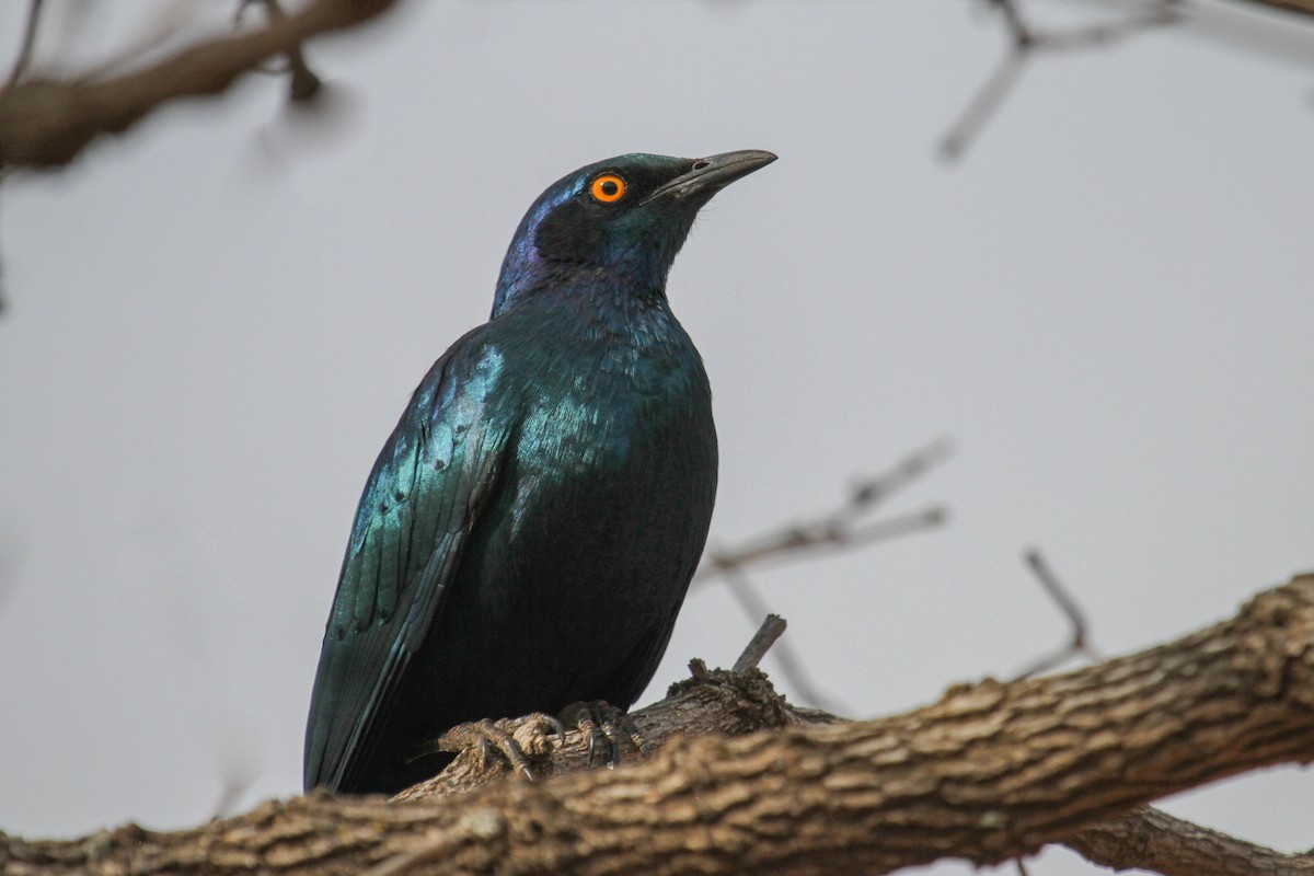 Greater Blue-eared Starling - ML101987821
