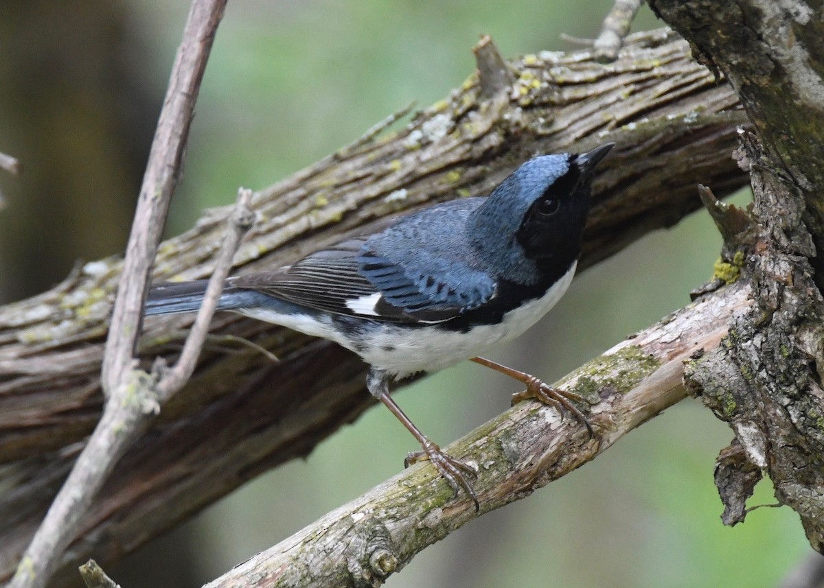 Black-throated Blue Warbler - Doug Vine