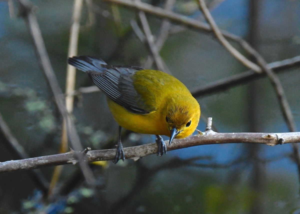 Prothonotary Warbler - Doug Vine