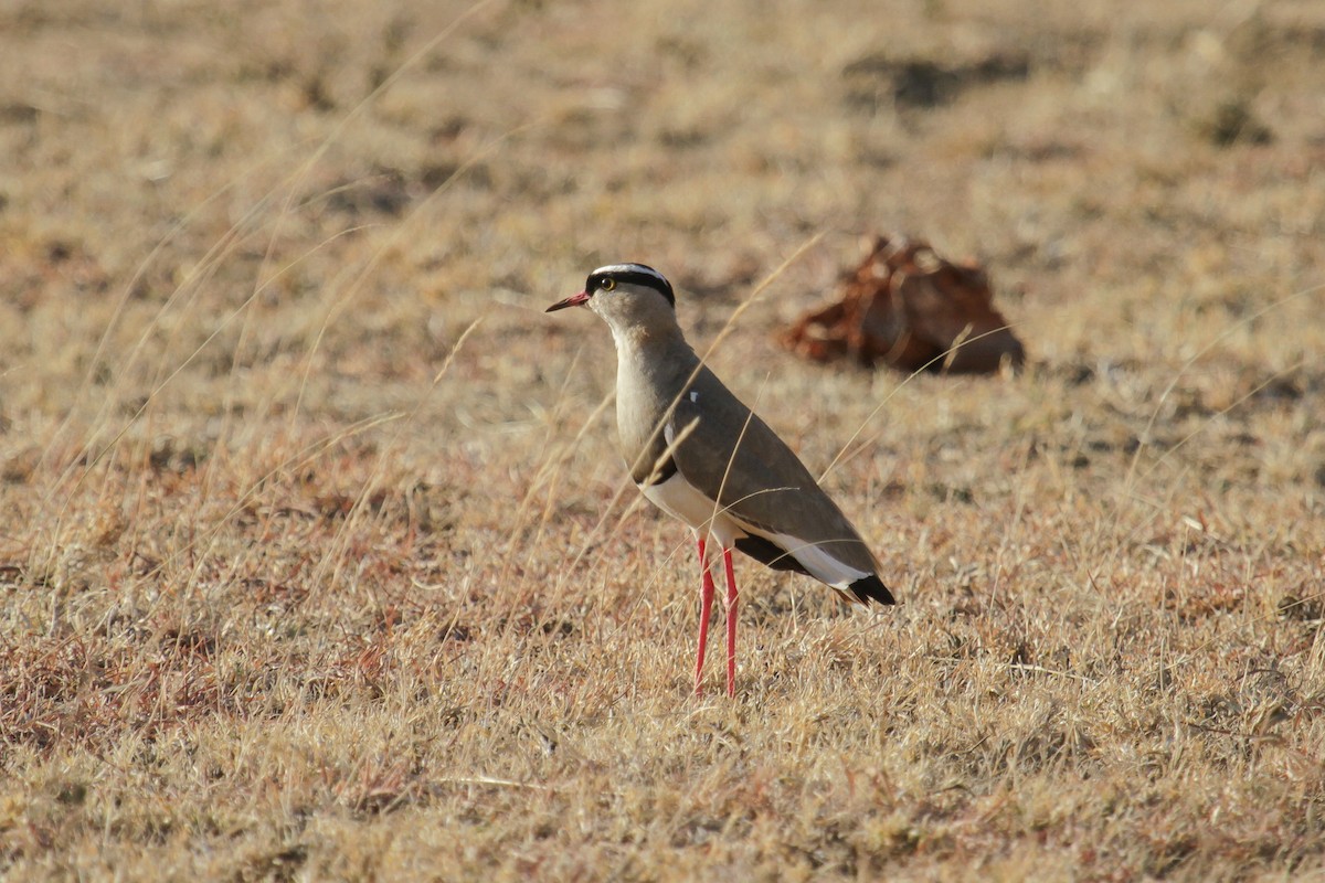 Crowned Lapwing - ML101993471