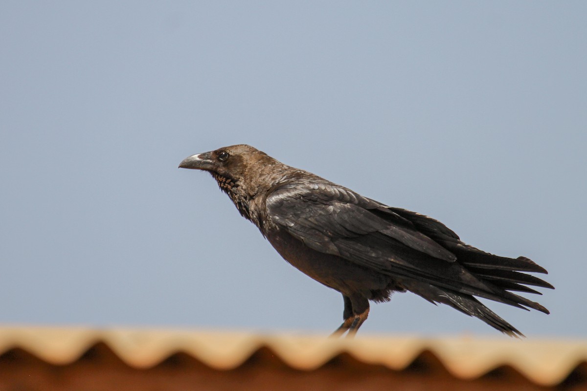 Somali Crow - ML101993571