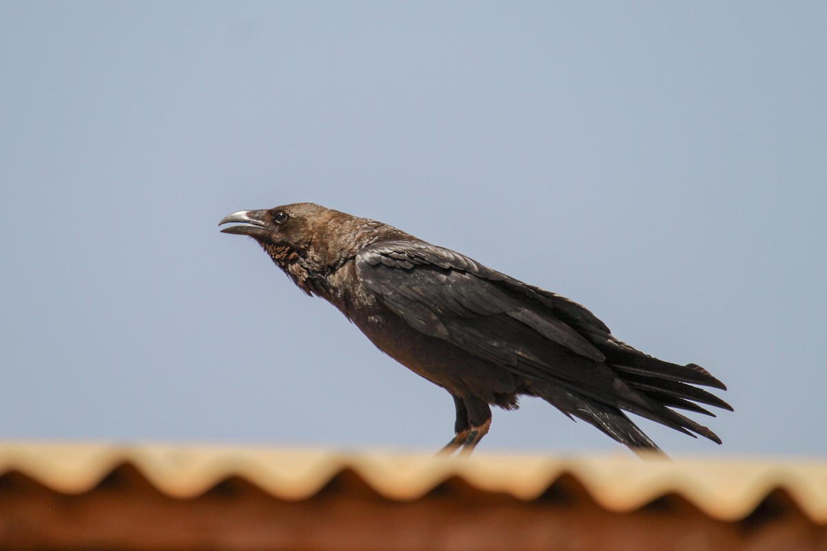 Somali Crow - ML101993601