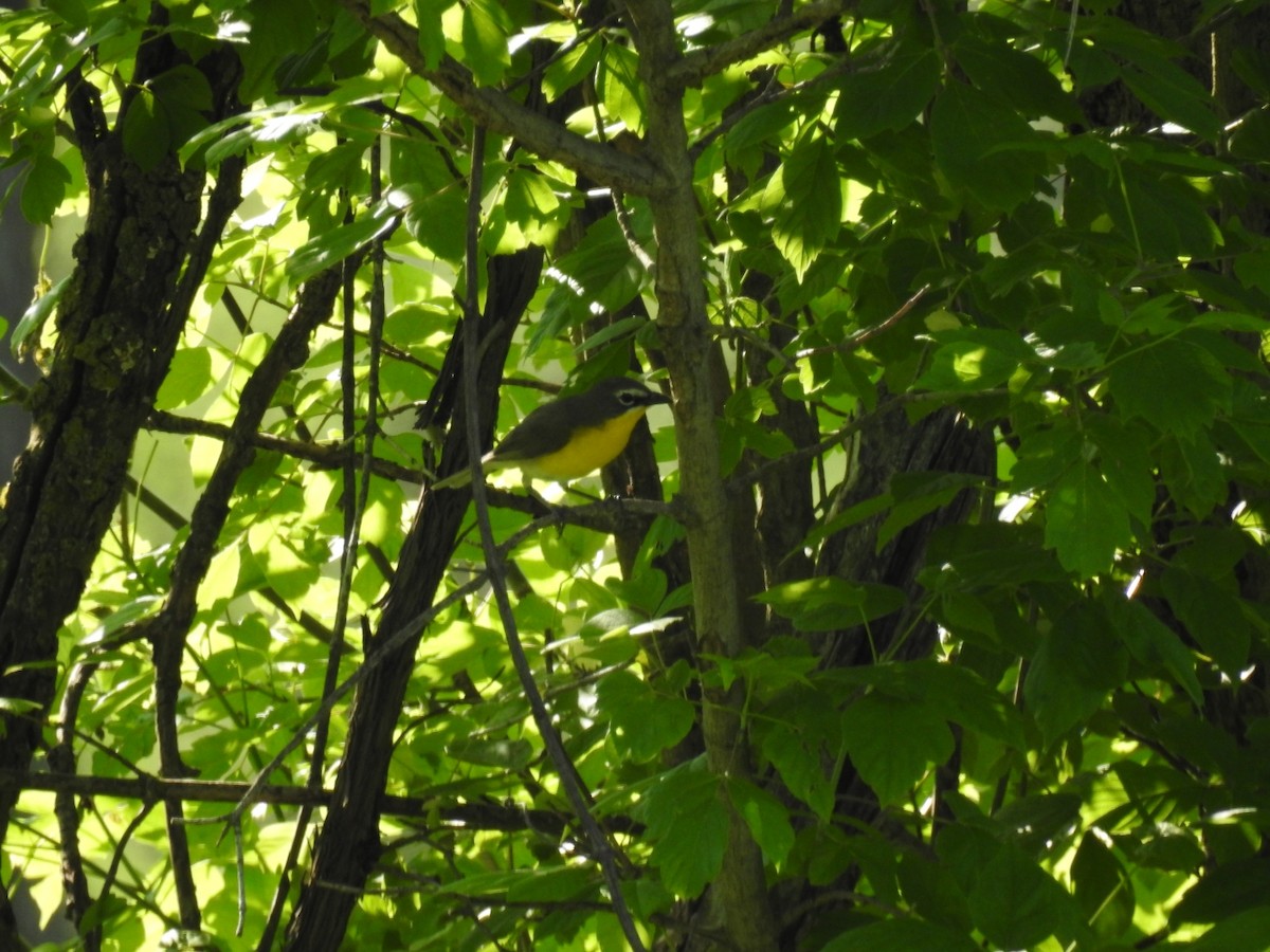 Yellow-breasted Chat - ML102000491